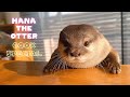 【60万人記念】これを見ずしてカワウソハナの魅力は語れない！激カワ保存版　 Introducing Hana the Otter 600K SUB SPECIAL