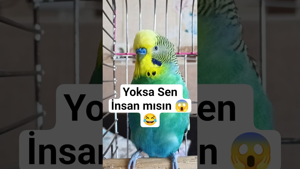 Muhabbet kuşu Konuşturma #konuşankuş #konuşanmuhabbetkuşu #muhabbetkuşu #birds #budgies