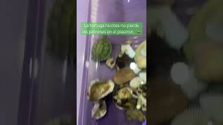 Diferencias Entre La Tortuga Hicotea Y La Tortuga Dé Orejas Rojas