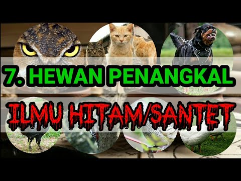 Video: Cara Penjagaan Maras sebagai Haiwan Peliharaan