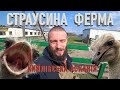 СТРАУСИНА ФЕРМА Кийлівська Асканія. Заповідник-ферма.