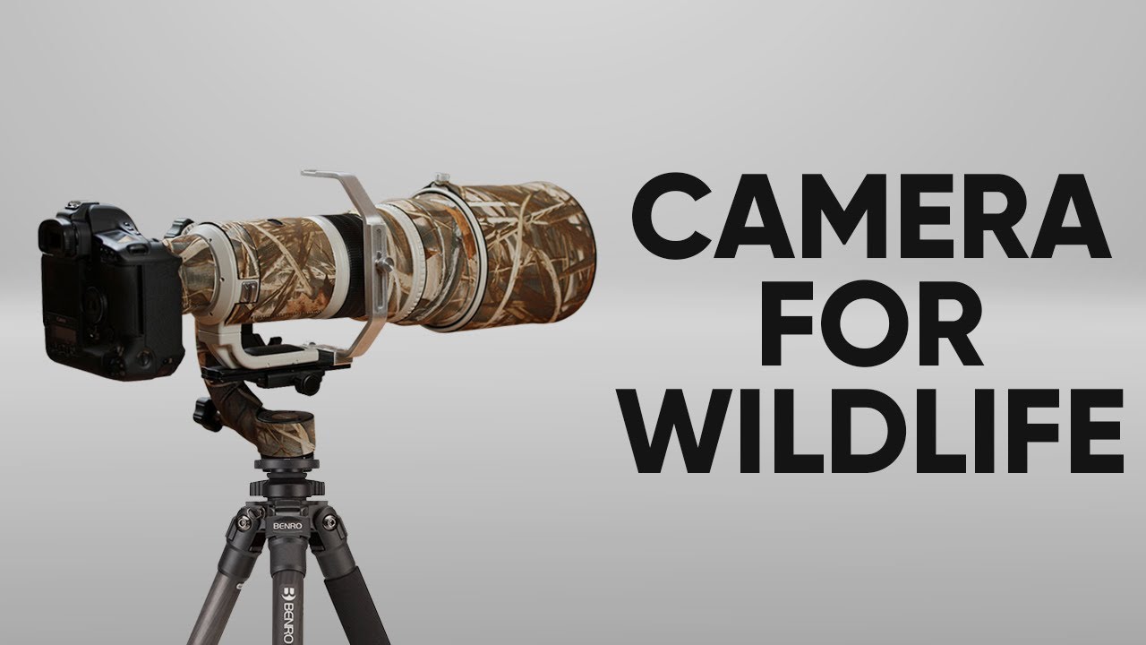 5 Best Camera For Wildlife Photography Youtube