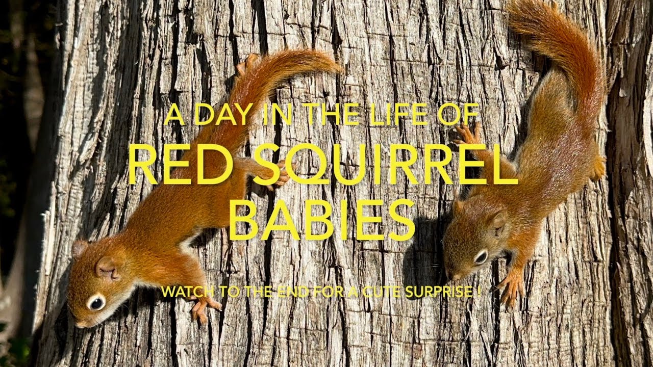A Day In The Life Of Red Squirrel Babies YouTube a-day-in-the-life-of-red-squirrel-babies-youtube