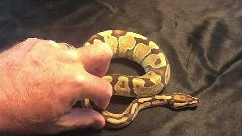 Ball Python Availability October 2023 - In Depth Video