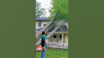 Tree cutting error #treeremoval #loggers #asmr #satisfying