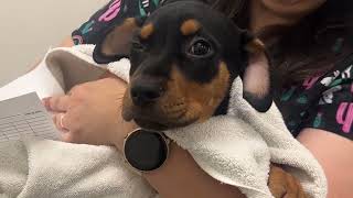 This Puppy Shouldn't Be Alive by Helen Woodward Animal Center 1,387 views 5 months ago 1 minute, 36 seconds