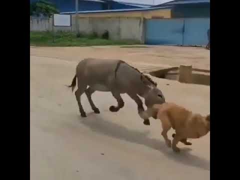 نبرد جالب دو سگ با یک الاغ