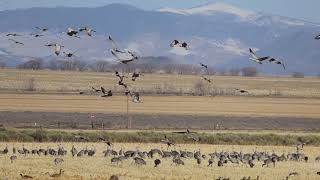 2023 03 05 Sandhill Crane Migration Del Norte by Mark Byzewski 495 views 1 month ago 5 minutes, 50 seconds