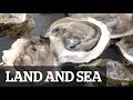Land & Sea: Oysters