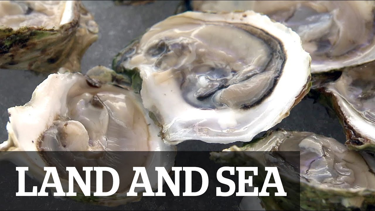 Oysters In Ocean