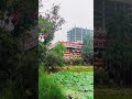 Beautiful Lotus Pond &amp; Heritage Building View 🌸 | Rajshahi College
