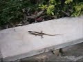 Catching a lizard