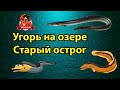 Русская рыбалка 4 Угорь на старом остроге Турнир с высокими ставками