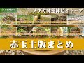 [ベスト] メダカ 外 飼い カエル 113294-メダカ 外 飼い カエル