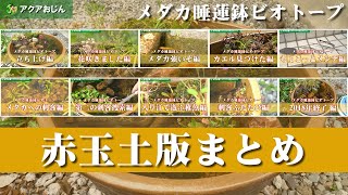 メダカ睡蓮鉢16号底床赤玉土平成30年版まとめ メダカ睡蓮鉢ビオトープ Youtube メダカ睡蓮鉢16号底床赤玉土平成30年版まとめ メダカ睡蓮鉢ビオトープ Youtube