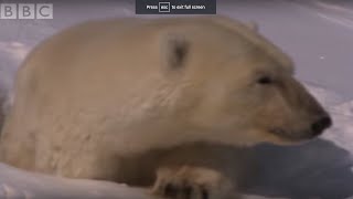 Mother Polar Bear and Cubs Emerge From Den | BBC Planet Earth