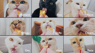 😆9 Cats are Licking at the Same Time, Crazy ASMR