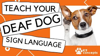 How to teach your Deaf Dog sign language (the EASY way!)