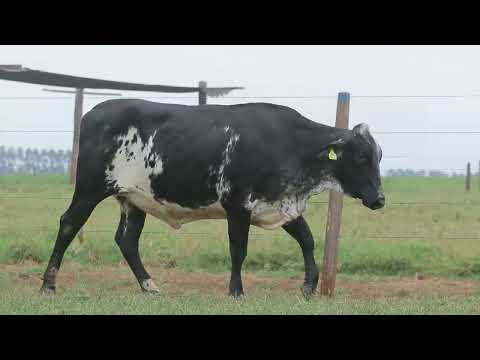 LOTE 176 1089CY