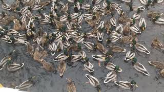 Feeding ducks in winter. The music of ducks