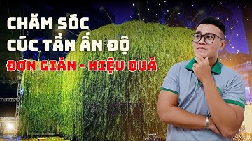 Hướng dẫn chăm sóc cây CÚC TẦN ẤN ĐỘ đơn giản - xanh tươi mát lâu dài | Giàn Cúc Tần 7 năm tại NVHTN