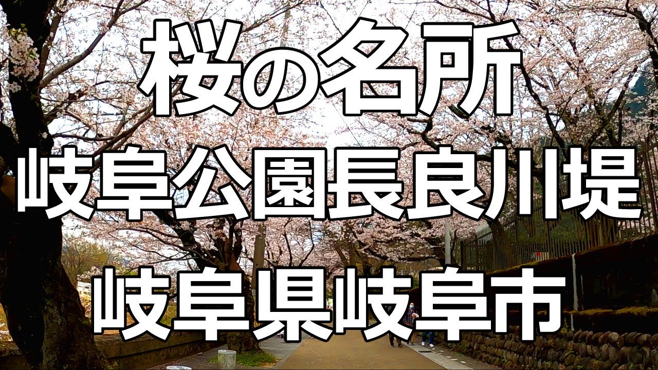 桜の名所 岐阜公園長良川堤の桜並木 岐阜県岐阜市 Youtube