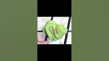 Princess Zelda aka SB-16-06 From Baby To Adult (Blueline Green Tree Python) #greentreepython #viral