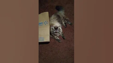 Watch the video about Tricky hoomans!