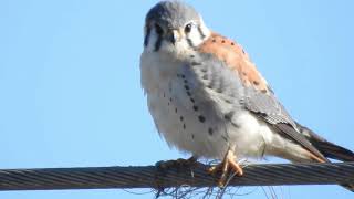 Halconcito colorado (Falco sparverius) en el Puente Carretero