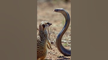 Cobra 🐍 vs Meerkat #subscribe #kingcobra #ai #animals #shorts #foryou