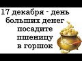 17 декабря - день больших денег. Посадите пшеницу в горшок • Эзотерика для Тебя