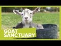 Inside an Adorable Goat Farm and Sanctuary