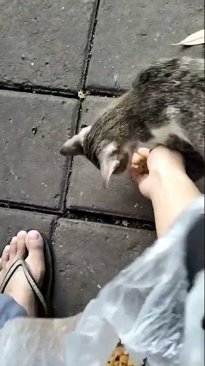 kasih makan kucing jalanan🐱#short #pecintakucing