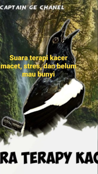 terapi kacer malam hari di jamin ampuh#caramerawatkacer #kacergacor #terapikacer