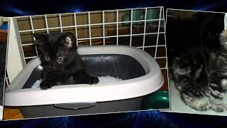Мои котята-бобтейлята-лучший подарок любимой. Мои котята-бобтейлята-лучший подарок любимой.