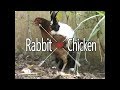 FUNNY! My Rabbit and Chiken in Love