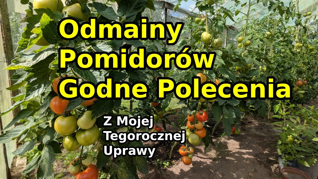 Smaczne i niesmaczne odmiany Pomidorów które uprawiam w tym sezonie 
