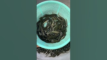 Đầy đủ các loại cá giống nước ngọt. 0909770509 #cá_giống #trại_cá_giống_út_me #fish