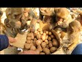 Does a monkey like potatoes? || feeding potato to hungry wild monkey || smart monkey video