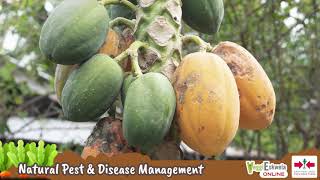 🇵🇭 How to Control Pest and Diseases in Your Home Garden screenshot 1