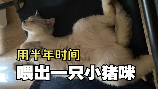 半年多的时间我把一只差点饿死的流浪猫喂成了小猪咪