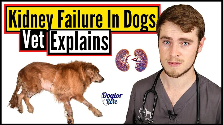 Kidney Failure In Dogs | Everything You NEED To Know | Veterinarian Explains | Dogtor Pete - DayDayNews