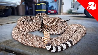 Rattlesnakes Spend The Winter At Homes