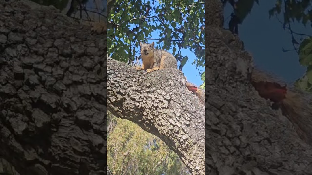 Eastern Fox Squirrel | Sciurus niger (Los Angeles, California)