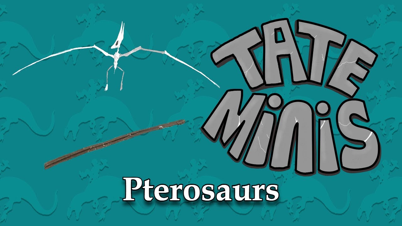 Pterosaur exhibit featured in Tate Mini presentation