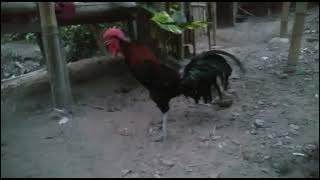 Suara ayam pelung trah bendot nada panjang berkarakter