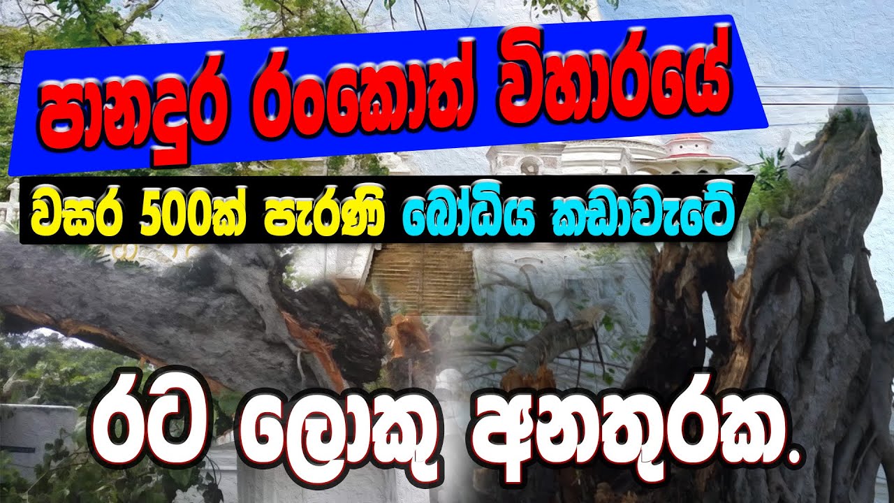 පානදුරේ රන්කොත් විහාරයේ බෝධින් වහන්සේ කඩා වැටේ  | රට ලොකු අනතුරක | Rankoth viharaya panadura