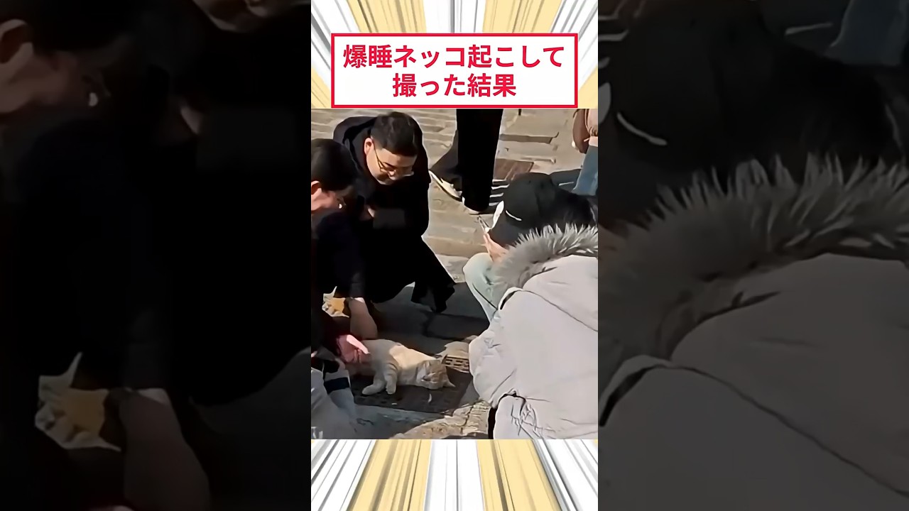 爆睡ネッコを起こして撮った結果#2ch動物スレ #猫動画 #猫のいる暮らし