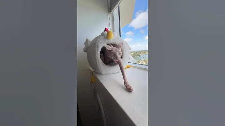 Watch the video about Chicken the Sphynx feeling fresh after her Cat Nap 🐓 #sphynxcat