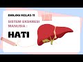 Sistem Ekskresi Manusia 'Organ Hati'  - Biologi Kelas 11 #biologi #kurikulum2013 #hati